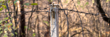 Thorns in the Forestの写真素材