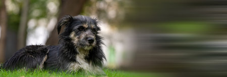 Beautiful black dog lying on green grass, Stock Photoの写真素材