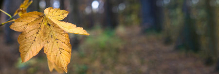 Yellow autumn leaf in the autumn forest, beautiful yellow autumn, autumn picture, stock photoの写真素材