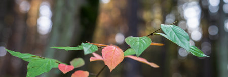 Autumn green, yellow, red leaves in the foreground, beautiful autumn forestの写真素材