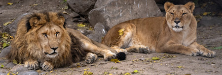 Lion and lioness lying in natureの写真素材