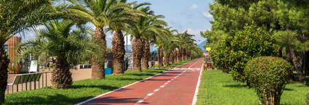 The road covered with palms and trees,の写真素材