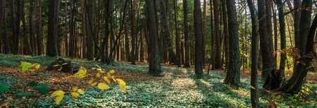 Green leaves of Little Barvinok in the forestの写真素材