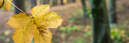 Yellow autumn leaf in the autumn forest, beautiful yellow autumn, autumn picture, stock photoの写真素材