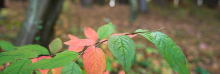 Autumn green, yellow, red leaves in the foreground, beautiful autumn forestの写真素材