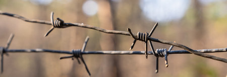 Close-up of Thorns in the forest, photoの写真素材