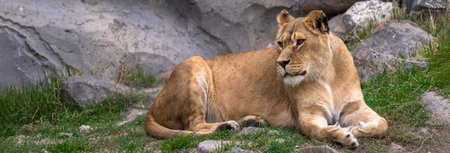 Lioness in all her beauty in nature, stock imageの写真素材