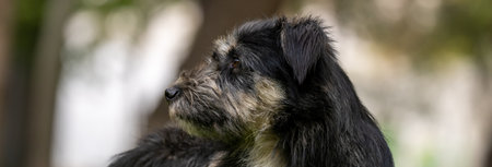 Beautiful black dog lying on green grassの写真素材