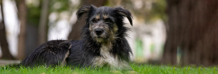 Beautiful black dog lying on green grass, Stock Photoの写真素材