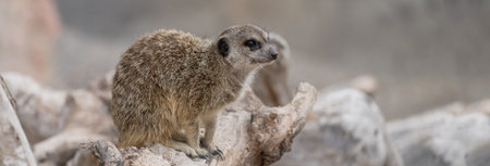 Meerkat on a tree branch, stock photoの写真素材