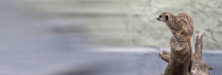 Meerkat on a tree branch, stock photoの写真素材