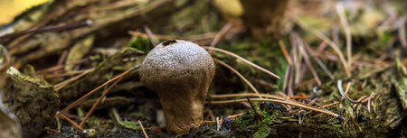 Autumn mushroom in the forest, close up, natural, stock photographyの写真素材