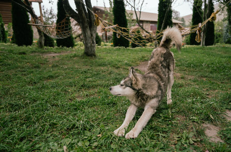 Gray dog on a forest vacationの写真素材