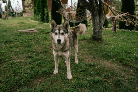Gray dog on a vacation