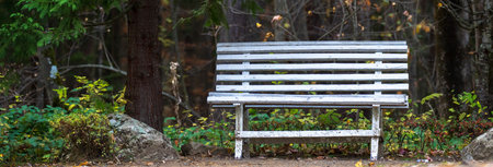 Wooden bench in the forest, stock photo