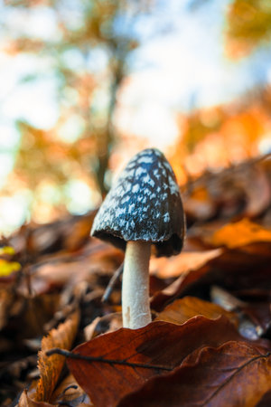 Forest mushrooms, among autumn leaves,