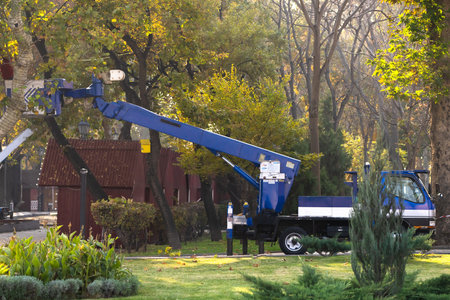 Crane working in the garden