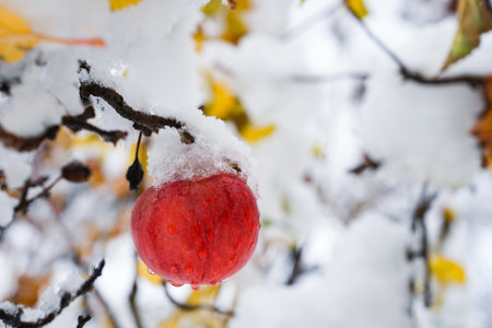 Snow on the autumn leaves of the apple treeの写真素材