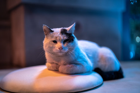White cat next to the Christmas treeの写真素材