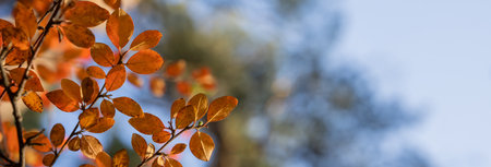 A branch of a tree with autumn leaves, beautiful natural picture