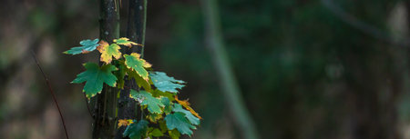 Forest, autumn, tree branches, natural concept, stock photo