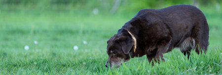 The black dog sniffs the grassの写真素材