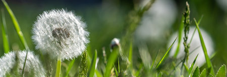 Blooming white dandelions in a green field, spring