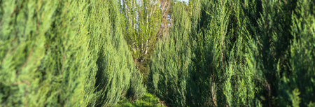Row of green trees, natural picture