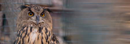 An owl at the zoo during the day