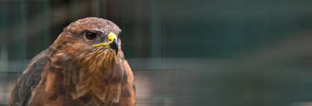 A zoo eagle in a cage