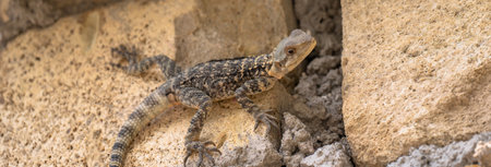 The lizard between the stonesの写真素材