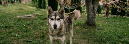 Gray dog â€‹â€‹on a forest vacation
