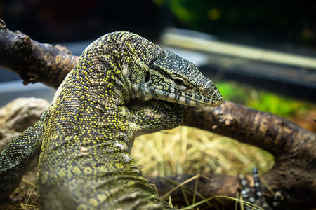 Lizard in a Zoo Aquariumの写真素材