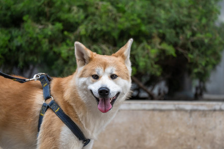 A Joyful Stroll: The Bond Between a Dog and Its Owner on a Walk Outdoorsの写真素材