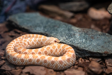 Snake in Its Natural Habitatの写真素材