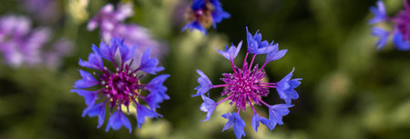 beautiful dark blue field flowers close up