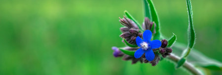 Blue flower in the field, close upの写真素材