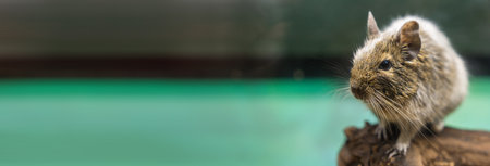 mouse in the zooの写真素材