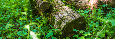 tree trunk in green grass in forest
