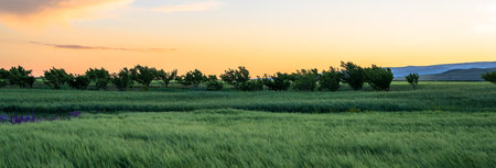 A field of green grass swaying in the wind
