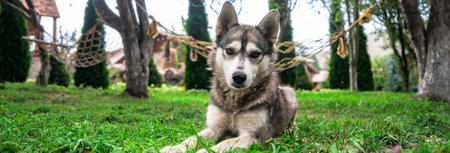 Pet dog in the park, pet care concept
