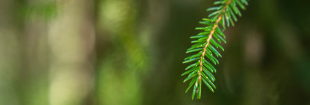 Green fir branch in focus