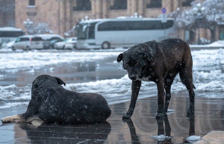 Stray Dogs Struggling to Withstand Winter Coldの写真素材