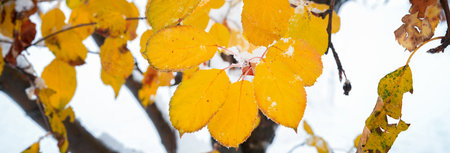 Snow on the autumn leaves of the apple tree