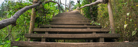 Old Wooden Bridge Through a Dense Forest