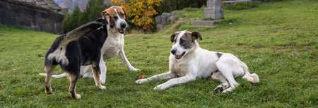 Stray Dogs: A Societal Safety Concern