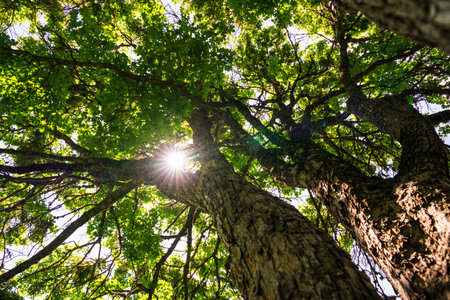 Large Green Tree Viewed Upwards