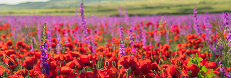 Field of red poppies, spring bloomの写真素材