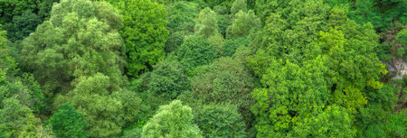 Verdant Canopy: A Bird's-Eye View of the Forestの写真素材