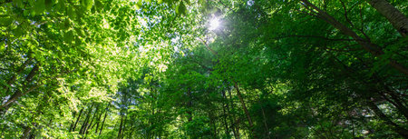 The Dense Beautiful Green Forest